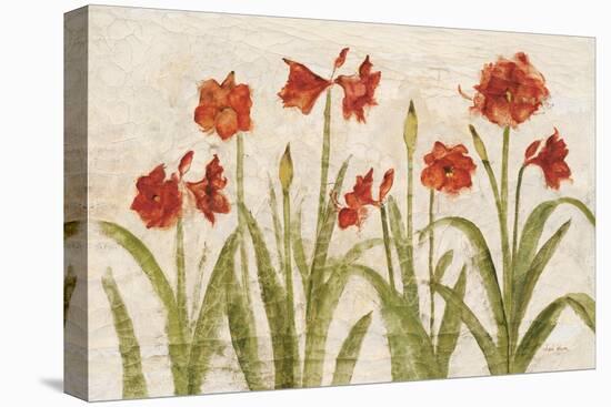 Row of Red Amaryllis Light-Cheri Blum-Stretched Canvas