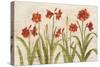 Row of Red Amaryllis Light-Cheri Blum-Stretched Canvas