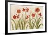 Row of Red Amaryllis Light-Cheri Blum-Framed Art Print