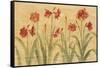 Row of Red Amaryllis-Cheri Blum-Framed Stretched Canvas