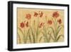 Row of Red Amaryllis-Cheri Blum-Framed Art Print