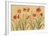 Row of Red Amaryllis-Cheri Blum-Framed Art Print