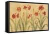 Row of Red Amaryllis-Cheri Blum-Framed Stretched Canvas