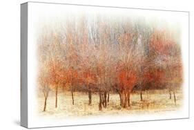 Row of Red Trees-Chris Vest-Stretched Canvas