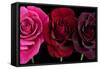 Row Of Roses On Black-Tom Quartermaine-Framed Stretched Canvas