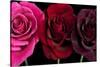 Row Of Roses On Black-Tom Quartermaine-Stretched Canvas