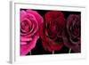 Row Of Roses On Black-Tom Quartermaine-Framed Giclee Print