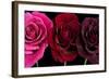 Row Of Roses On Black-Tom Quartermaine-Framed Giclee Print