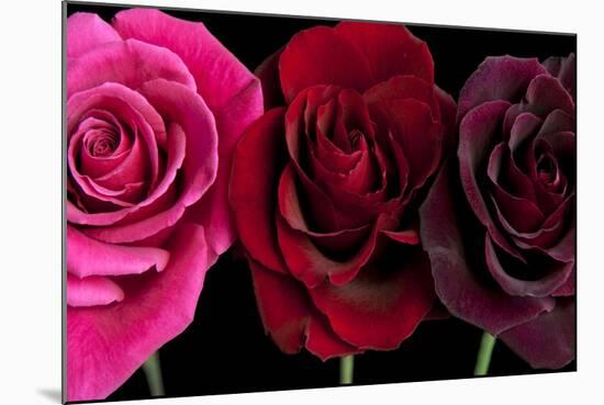 Row Of Roses On Black-Tom Quartermaine-Mounted Giclee Print