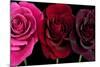 Row Of Roses On Black-Tom Quartermaine-Mounted Giclee Print