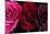 Row Of Roses On Black-Tom Quartermaine-Mounted Giclee Print