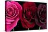 Row Of Roses On Black-Tom Quartermaine-Stretched Canvas