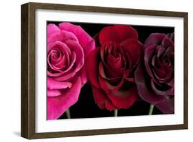 Row Of Roses On Black-Tom Quartermaine-Framed Giclee Print