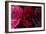 Row Of Roses On Black-Tom Quartermaine-Framed Giclee Print