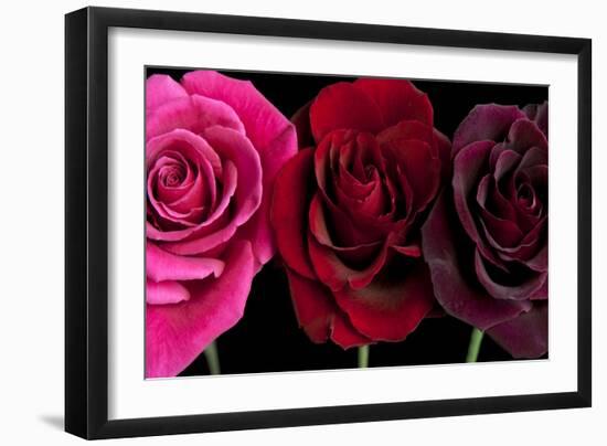 Row Of Roses On Black-Tom Quartermaine-Framed Giclee Print