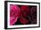 Row Of Roses On Black-Tom Quartermaine-Framed Giclee Print