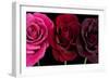 Row Of Roses On Black-Tom Quartermaine-Framed Giclee Print