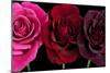 Row Of Roses On Black-Tom Quartermaine-Mounted Giclee Print