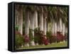 Row of Stately Cuban Royal Palms, Bougainvilleas Flowers, Miami, Florida, USA-Adam Jones-Framed Stretched Canvas