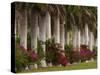 Row of Stately Cuban Royal Palms, Bougainvilleas Flowers, Miami, Florida, USA-Adam Jones-Stretched Canvas