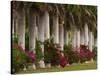 Row of Stately Cuban Royal Palms, Bougainvilleas Flowers, Miami, Florida, USA-Adam Jones-Stretched Canvas