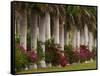 Row of Stately Cuban Royal Palms, Bougainvilleas Flowers, Miami, Florida, USA-Adam Jones-Framed Stretched Canvas