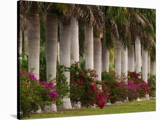 Row of Stately Cuban Royal Palms, Bougainvilleas Flowers, Miami, Florida, USA-Adam Jones-Stretched Canvas