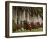 Row of Stately Cuban Royal Palms, Bougainvilleas Flowers, Miami, Florida, USA-Adam Jones-Framed Photographic Print
