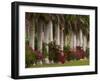 Row of Stately Cuban Royal Palms, Bougainvilleas Flowers, Miami, Florida, USA-Adam Jones-Framed Photographic Print