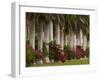 Row of Stately Cuban Royal Palms, Bougainvilleas Flowers, Miami, Florida, USA-Adam Jones-Framed Photographic Print