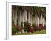 Row of Stately Cuban Royal Palms, Bougainvilleas Flowers, Miami, Florida, USA-Adam Jones-Framed Photographic Print