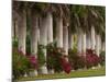 Row of Stately Cuban Royal Palms, Bougainvilleas Flowers, Miami, Florida, USA-Adam Jones-Mounted Photographic Print