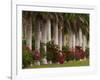 Row of Stately Cuban Royal Palms, Bougainvilleas Flowers, Miami, Florida, USA-Adam Jones-Framed Photographic Print