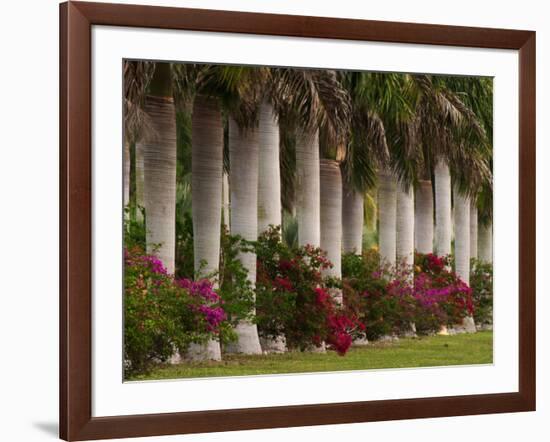 Row of Stately Cuban Royal Palms, Bougainvilleas Flowers, Miami, Florida, USA-Adam Jones-Framed Photographic Print