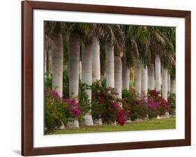 Row of Stately Cuban Royal Palms, Bougainvilleas Flowers, Miami, Florida, USA-Adam Jones-Framed Photographic Print