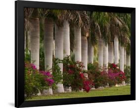 Row of Stately Cuban Royal Palms, Bougainvilleas Flowers, Miami, Florida, USA-Adam Jones-Framed Photographic Print