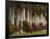 Row of Stately Cuban Royal Palms, Bougainvilleas Flowers, Miami, Florida, USA-Adam Jones-Framed Photographic Print