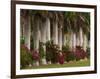 Row of Stately Cuban Royal Palms, Bougainvilleas Flowers, Miami, Florida, USA-Adam Jones-Framed Photographic Print