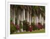 Row of Stately Cuban Royal Palms, Bougainvilleas Flowers, Miami, Florida, USA-Adam Jones-Framed Photographic Print