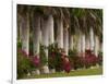 Row of Stately Cuban Royal Palms, Bougainvilleas Flowers, Miami, Florida, USA-Adam Jones-Framed Photographic Print