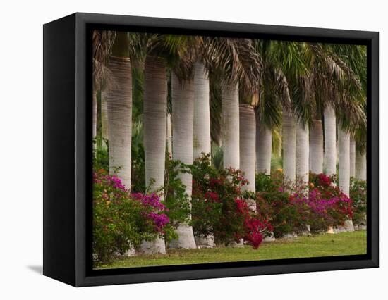 Row of Stately Cuban Royal Palms, Bougainvilleas Flowers, Miami, Florida, USA-Adam Jones-Framed Stretched Canvas