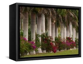 Row of Stately Cuban Royal Palms, Bougainvilleas Flowers, Miami, Florida, USA-Adam Jones-Framed Stretched Canvas