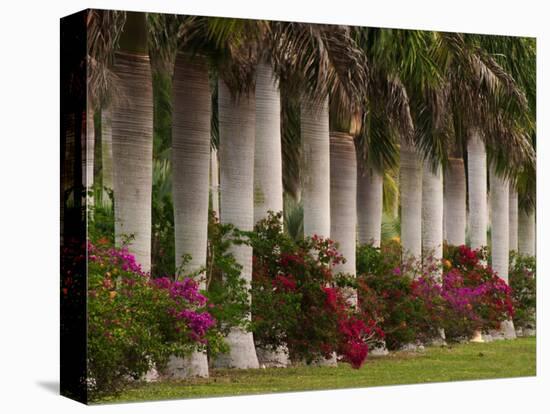 Row of Stately Cuban Royal Palms, Bougainvilleas Flowers, Miami, Florida, USA-Adam Jones-Stretched Canvas