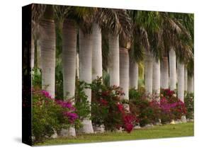 Row of Stately Cuban Royal Palms, Bougainvilleas Flowers, Miami, Florida, USA-Adam Jones-Stretched Canvas