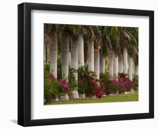 Row of Stately Cuban Royal Palms, Bougainvilleas Flowers, Miami, Florida, USA-Adam Jones-Framed Photographic Print