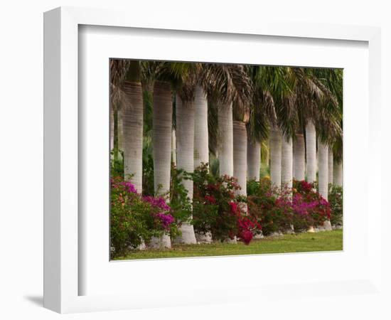 Row of Stately Cuban Royal Palms, Bougainvilleas Flowers, Miami, Florida, USA-Adam Jones-Framed Photographic Print