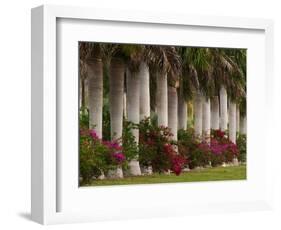 Row of Stately Cuban Royal Palms, Bougainvilleas Flowers, Miami, Florida, USA-Adam Jones-Framed Photographic Print