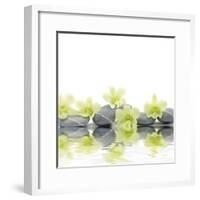 Row of Stones and Orchid with Reflection-Apollofoto-Framed Photographic Print