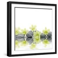 Row of Stones and Orchid with Reflection-Apollofoto-Framed Photographic Print