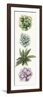 Row of Succulents II-Grace Popp-Framed Art Print